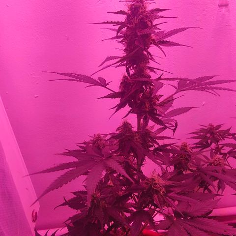Runz Auto growlog timeline photo