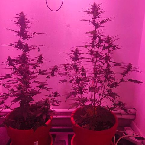 Runz Auto growlog timeline photo