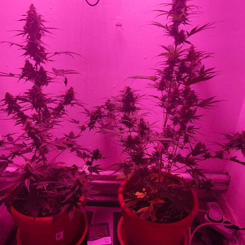 Runz Auto growlog timeline photo