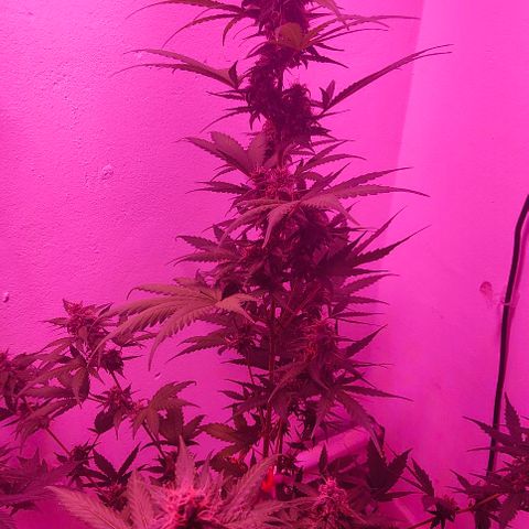 Runz Auto growlog timeline photo