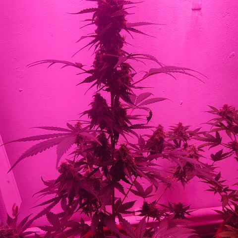 Runz Auto growlog timeline photo