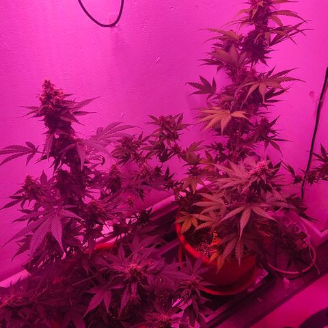 Runz Auto growlog photo: Spülen begonnen 