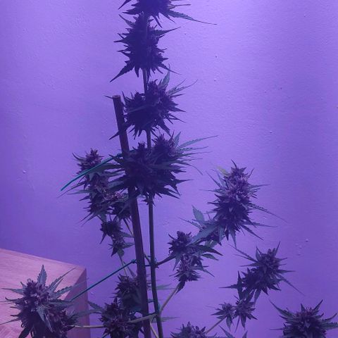 Runz Auto growlog photo: Sonnensegel alle geschnitten 