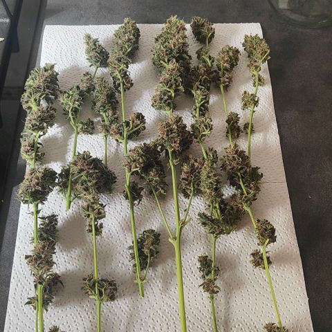 Runz Auto growlog timeline photo