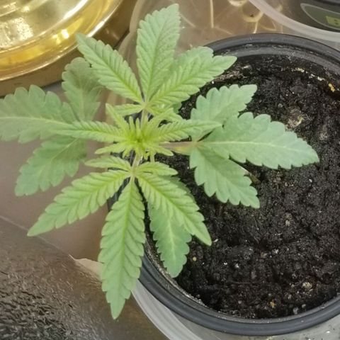 Jr Mints x MAC1 growlog timeline photo