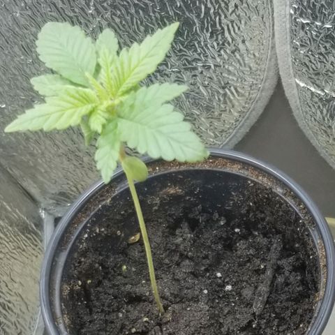 Blue Cheese growlog timeline photo