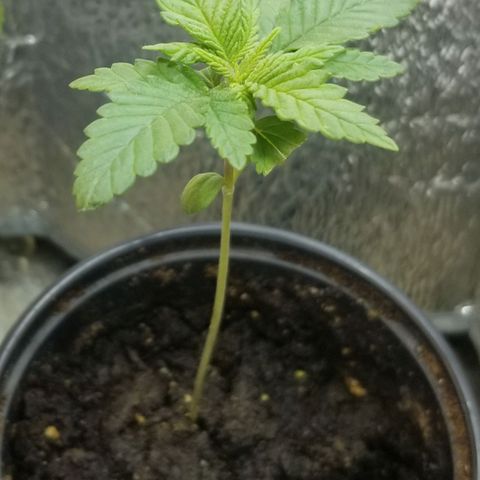 Blue Cheese growlog timeline photo