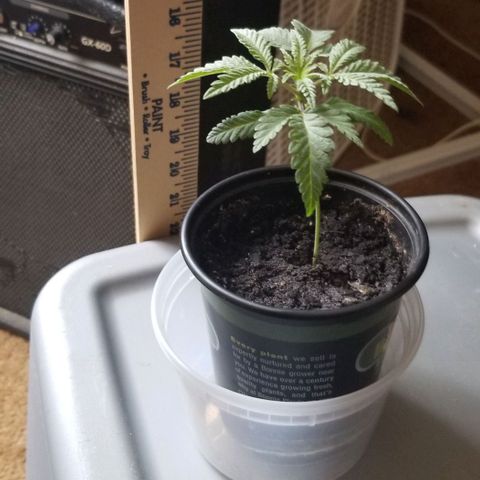 Jr Mints x MAC1 growlog timeline photo