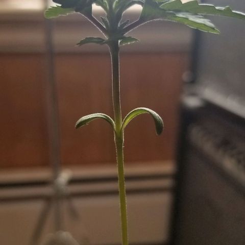 Blue Cheese growlog timeline photo