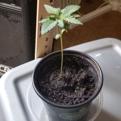 Blue Cheese growlog timeline photo