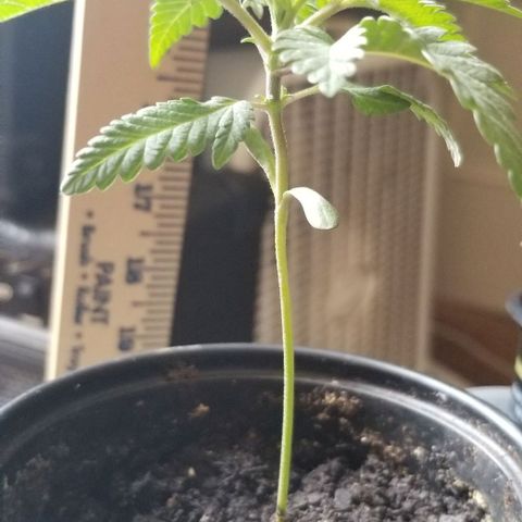 Jr Mints x MAC1 growlog timeline photo