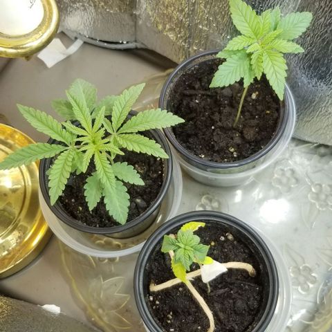 Jr Mints x MAC1 growlog timeline photo
