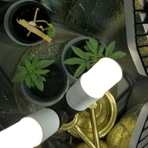 Jr Mints x MAC1 growlog timeline photo