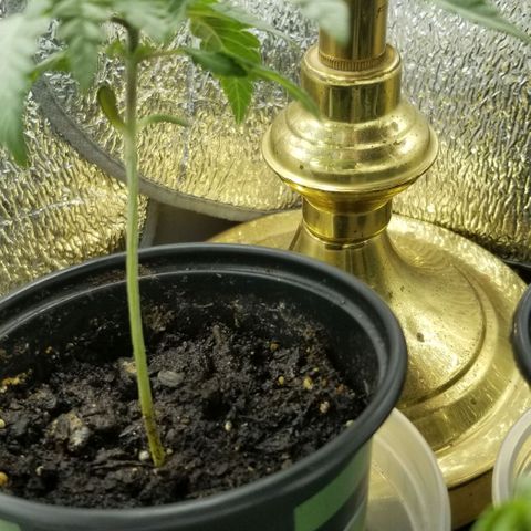 Jr Mints x MAC1 growlog timeline photo