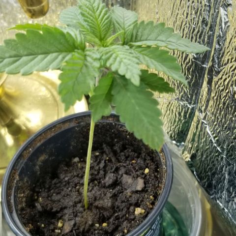 Blue Cheese growlog timeline photo