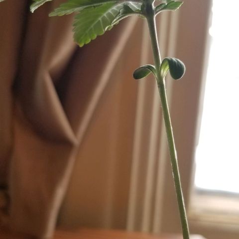Blue Cheese growlog timeline photo
