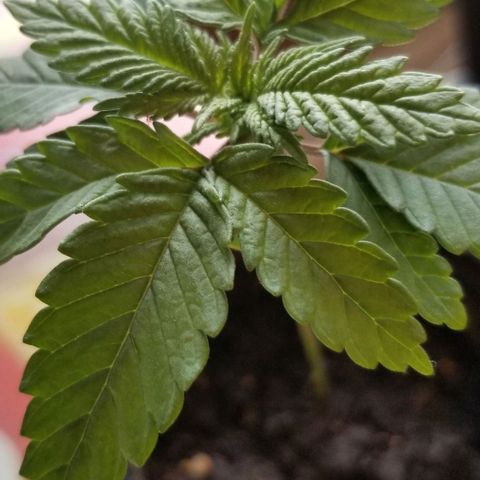 Blue Cheese growlog timeline photo