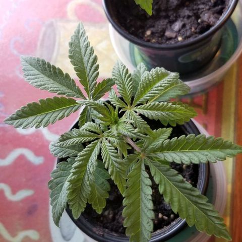 Jr Mints x MAC1 growlog timeline photo