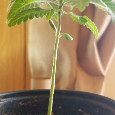 Jr Mints x MAC1 growlog timeline photo