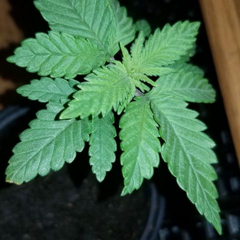 Blue Cheese growlog timeline photo