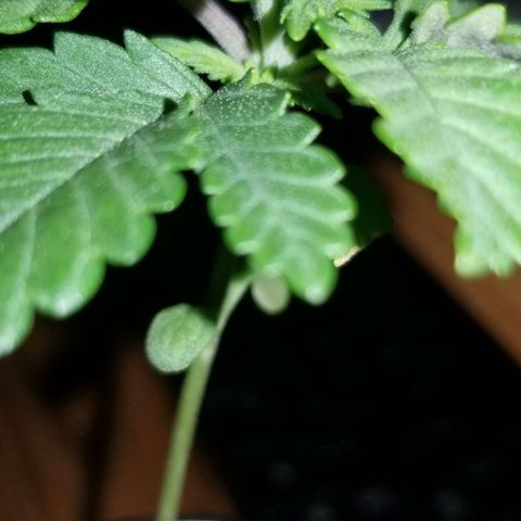 Blue Cheese growlog timeline photo