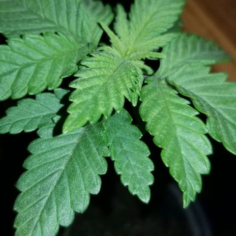 Blue Cheese growlog timeline photo