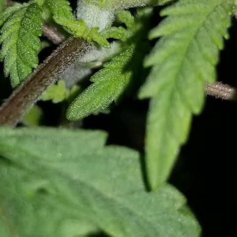 Blue Cheese growlog timeline photo
