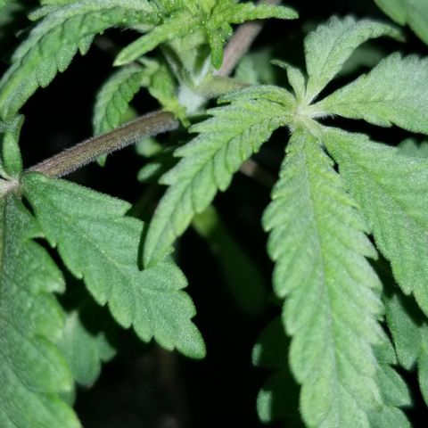 Jr Mints x MAC1 growlog timeline photo