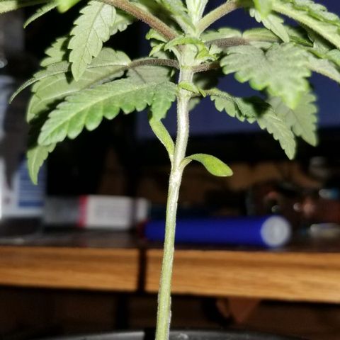 Jr Mints x MAC1 growlog timeline photo