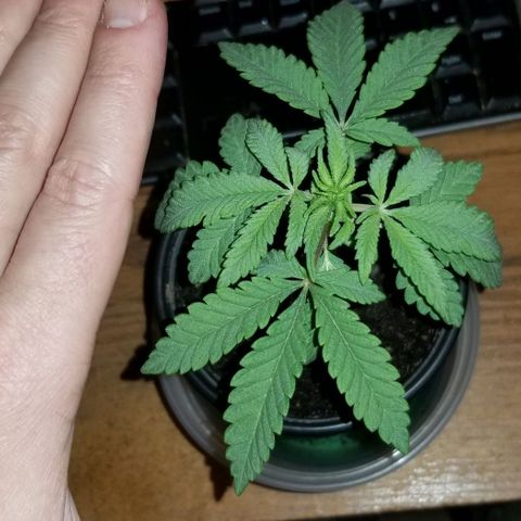Jr Mints x MAC1 growlog timeline photo