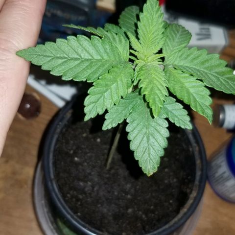 Blue Cheese growlog timeline photo