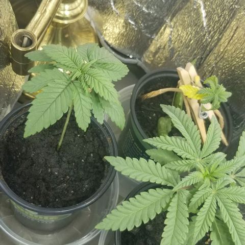 Jr Mints x MAC1 growlog timeline photo