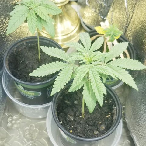 Jr Mints x MAC1 growlog timeline photo
