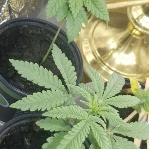 Jr Mints x MAC1 growlog timeline photo