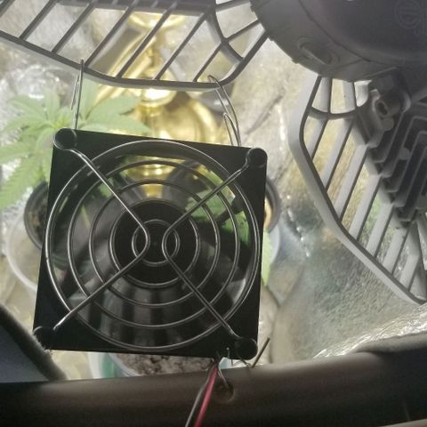 Jr Mints x MAC1 growlog photo: Fan added.