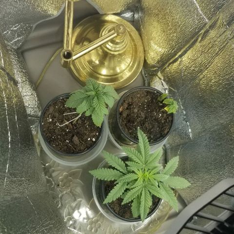 Jr Mints x MAC1 growlog timeline photo