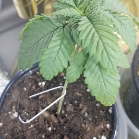 Blue Cheese growlog photo: Leaf burn from fan. On the big lower leaves