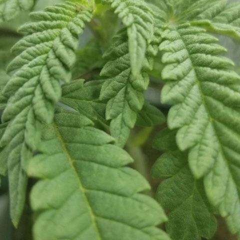 Jr Mints x MAC1 growlog timeline photo
