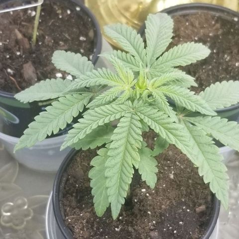 Jr Mints x MAC1 growlog timeline photo