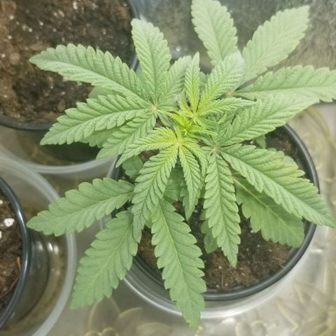 Jr Mints x MAC1 growlog timeline photo