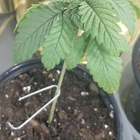 Blue Cheese growlog timeline photo
