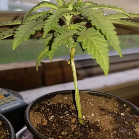 Jr Mints x MAC1 growlog timeline photo