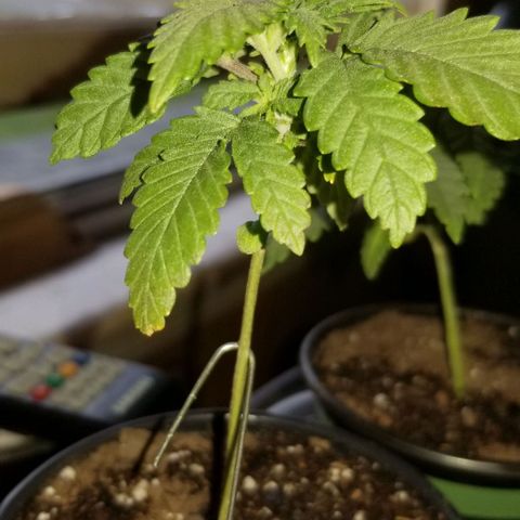 Blue Cheese growlog timeline photo