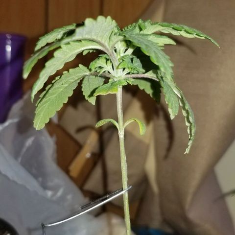 Blue Cheese growlog timeline photo