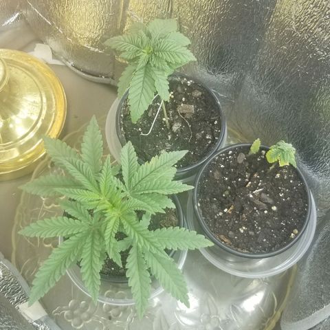 Jr Mints x MAC1 growlog photo: On timer