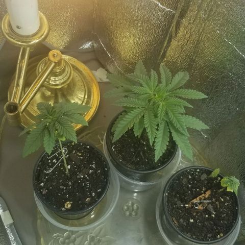 Jr Mints x MAC1 growlog timeline photo
