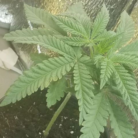 Jr Mints x MAC1 growlog photo: 1 spot on large leafs. Halfway down. Clipped 