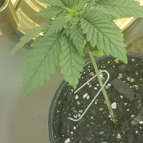 Blue Cheese growlog photo: Clipped lower leafs. Damaged brown spots. Moved away from LED.