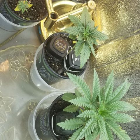 Jr Mints x MAC1 growlog timeline photo