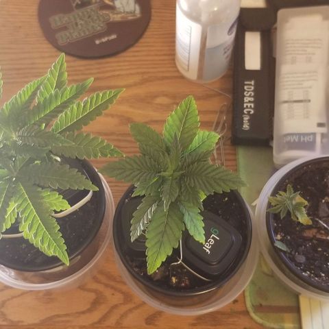 Jr Mints x MAC1 growlog timeline photo
